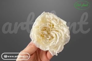 Trandafir criogenat Romantic light beige