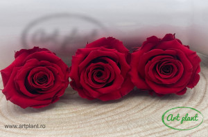 Trandafir Criogenat Rosu Red01 - Img 1