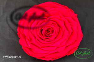 Trandafir Criogenat XXL Hot Pink Pin03