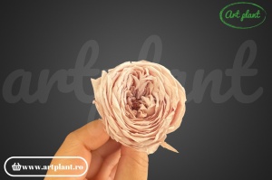 Trandafir englezesc criogenat champagne pink - Img 1