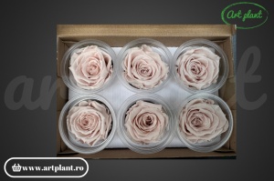 Trandafiri Criogenat L Blush Pale Pink Pin79 - Img 2