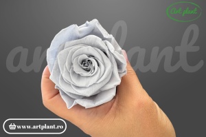 Trandafiri Criogenați 6cm Gray