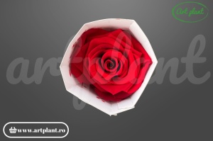 Trandafir criogenat 6cm Rosu - Art Plant