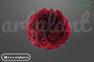 Trandafiri Criogenati de Gradina Amelia Bordo Cho01