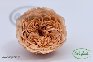 Trandafiri Criogenati de Gradina Amelia Peach Pea01