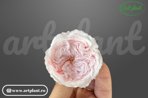Trandafiri Criogenati de Gradina Amelia Roz Pin99