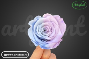 Trandafiri Criogenati L Bleo Lila Bic25