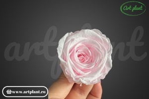 Trandafiri Criogenati L Roz Pal Pin89 - Img 3
