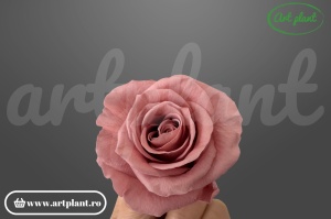 Trandafiri Criogenati Mediu Dusty Pink din Ecuador, 5-5.9 cm , inaltime 3.5-4.7, 6 buc