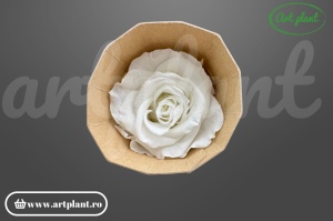 Trandafir criogenat Mediu Ivory - Art Plant