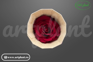 Trandafir criogenat Mediu Rosu Inchis - Art Plant