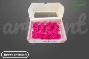 Trandafiri Criogenati Mini Fuchsia din Ecuador, 3-5 cm , inaltime 3-4 cm, 12 buc