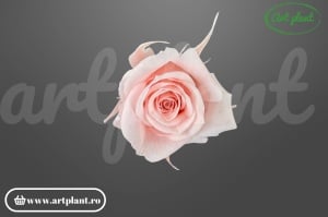 Trandafir criogenat mini roz deschis 1 bucată floare naturală conservată Ecuador Art Plant