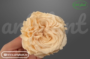 Trandafiri Criogenati Romantic Pink Champagne