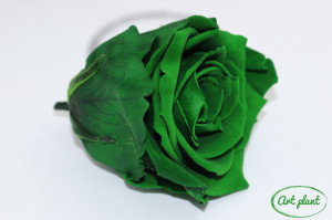 Trandafiri Criogenati XL Verde Inchis Gre02 - Img 2