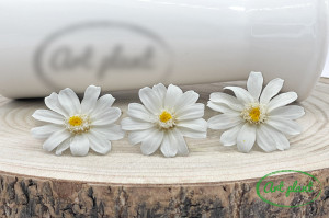 Zinnia Alba - Img 3