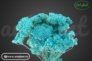 Achillea celeste G)