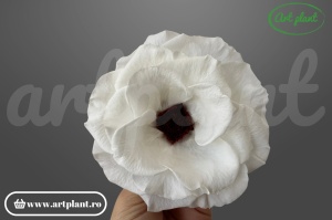 Anemonă stabilizată Ivory