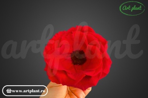 Anemonă stabilizată roșie