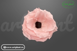 Anemonă stabilizată roz deschis