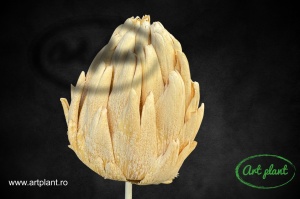 Artichoke stabilizat - Img 4