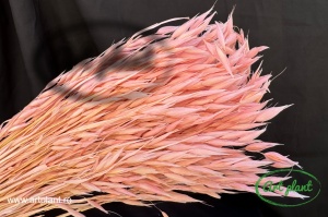 Avena Light Pink - Img 1