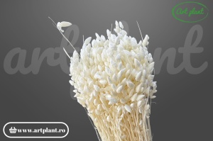 Briza maxima albă premium cu inflorescențe decorative
