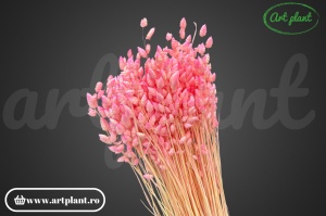 Briza maximă candy pink - Img 2
