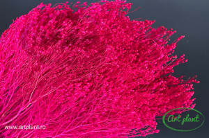 Broom ciclam inchis - Img 1