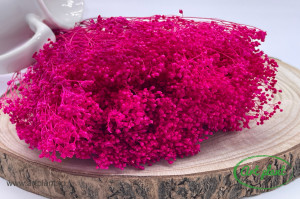 Broom Fuchsia - Img 2