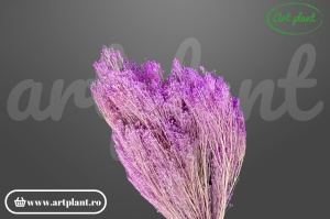 Broom lila