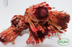Buchet Protea Macrophylla roșu - Img 2