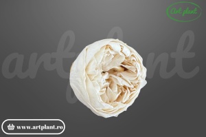 Bujori Criogenați Alb-Crem Whi04