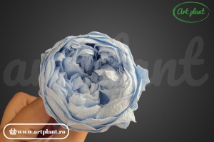 Bujori Criogenați Bleo Blu89 - Img 2