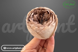 Bujori Criogenați Capucino Cho89