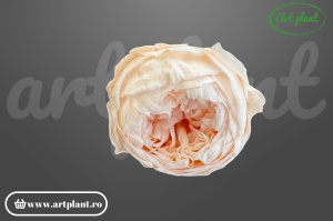Bujor stabilizat natural din Ecuador, diametru 5 cm, înălțime 4 cm, 1 bucată