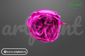 Bujor criogenat Mov – floare stabilizată natural | Art Plant