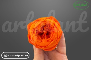 Bujori Criogenați Orange Ora99