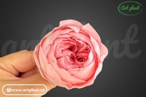 Bujori Criogenați Roz Pin06 - Img 1