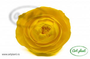 Bujori Criogenați XXL Yellow Yel99