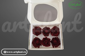 Buttercup Stabilizat Cabernet din Ecuador, Ø 4–4.5 cm • Înălțime 3–3.5 cm, 6 buc