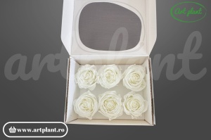 Buttercup Stabilizat Ivory din Ecuador, Ø 4–4.5 cm • Înălțime 3–3.5 cm, 6 buc