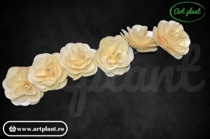 Capete begonie natur
