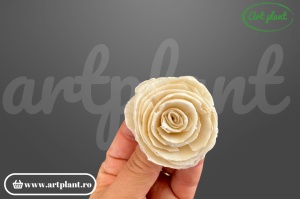Capete bujor sola 4cm