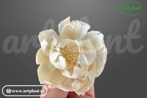 Capete Bujori Sola 6 cm