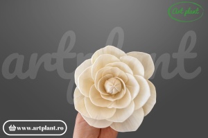 Capete camelie sola 10 cm