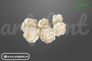 Capete camelie sola 10cm