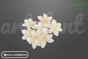Cap crin Star Gazer sola 10 cm cu petale recurvate, floare decorativă exotică din lemn de sola