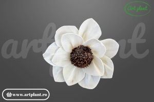 Cap Eva sola 8 cm cu petale generoase și curbate, floare decorativă romantică din lemn de sola