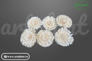 Capete floarea soarelui dubla sola 10cm
